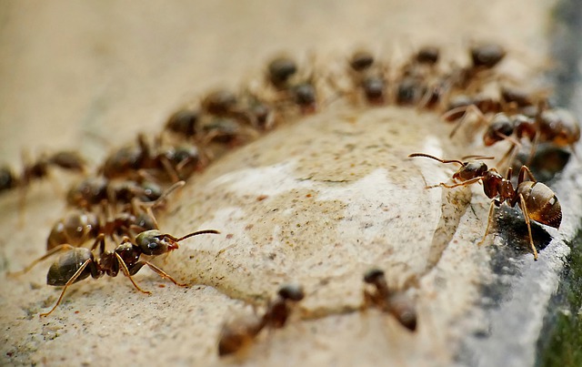 Projektnachmittag zum Thema Ameisen